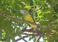 Tyrannus melancholicus