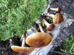 Pholiota rufodisca