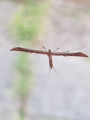 Hellinsia lienigianus