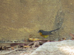 Basileuterus lachrymosus