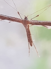 Hellinsia lienigianus