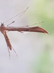 Hellinsia lienigianus