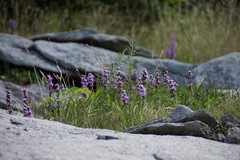 Liatris helleri