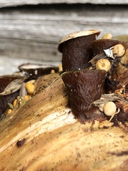 Crucibulum cyathiforme