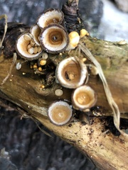 Crucibulum cyathiforme