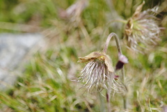 Pulsatilla