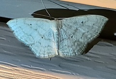 Idaea tacturata