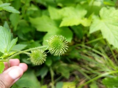 Geum laciniatum