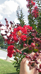 Lagerstroemia indica