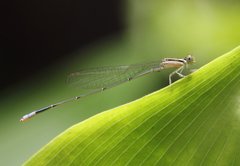 Aciagrion occidentale