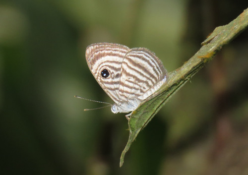 Mesosemia ephyne