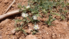 Drymaria arenarioides