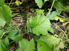 Geum laciniatum