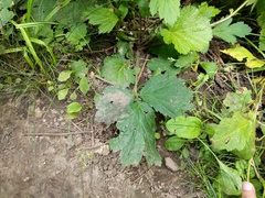 Geum laciniatum