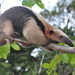 Southern Tamandua - Photo (c) Frederico Acaz Sonntag, some rights reserved (CC BY-NC), uploaded by Frederico Acaz Sonntag
