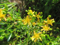 Hypericum sphaerocarpum