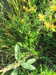 Hypericum sphaerocarpum
