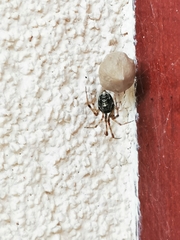 Parasteatoda tepidariorum