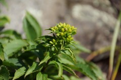 Solidago spithamaea