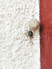 Parasteatoda tepidariorum