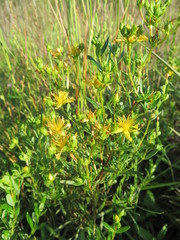 Hypericum sphaerocarpum