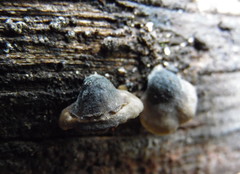 Resupinatus alboniger
