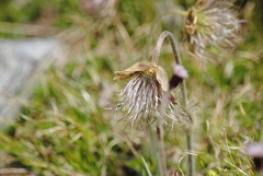 Pulsatilla