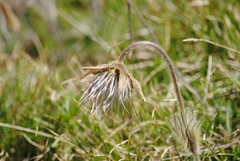 Pulsatilla