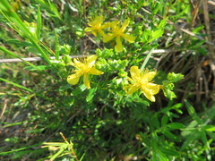 Hypericum sphaerocarpum