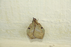 Radhica elisabethae
