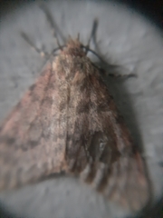 Aglossa pinguinalis