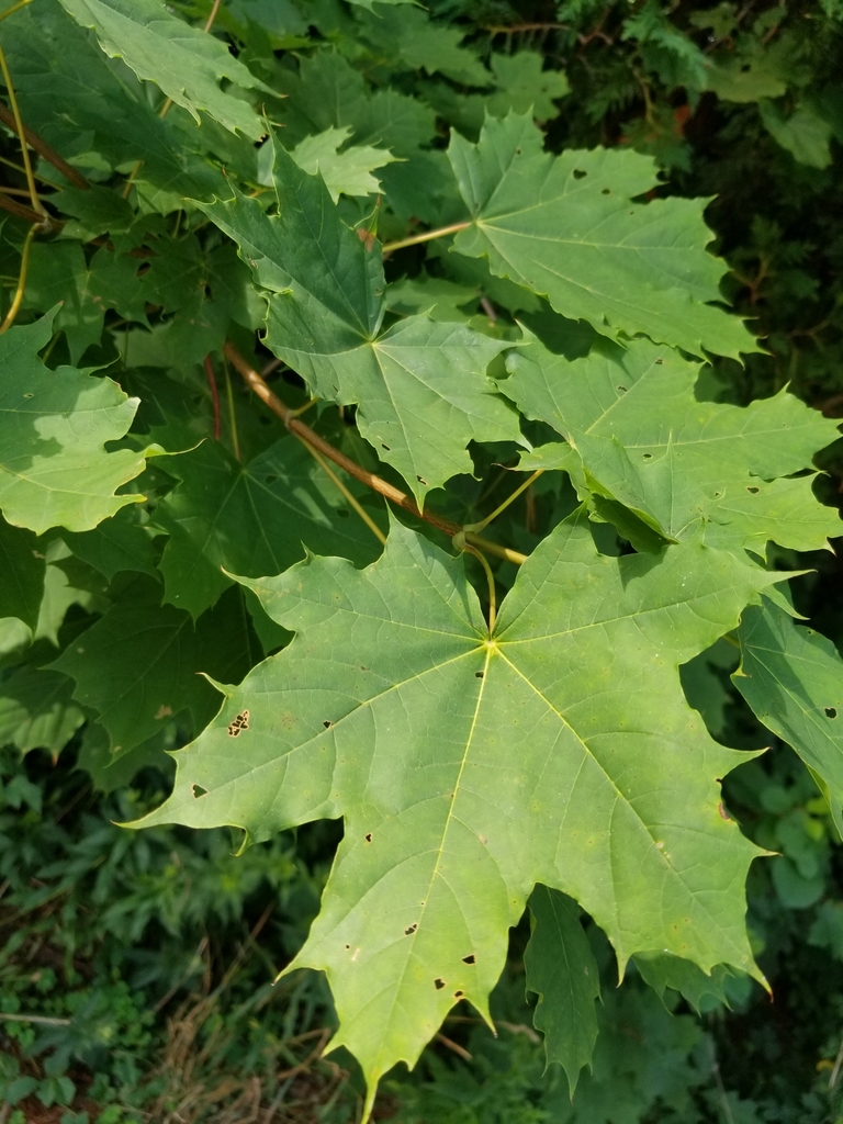 Acer platanoides