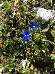 Gentiana bavarica