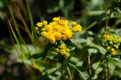 Solidago spithamaea