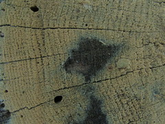 Botryobasidium conspersum