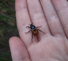 Anisoplia austriaca