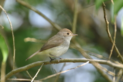 Euscarthmus meloryphus