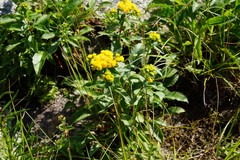 Solidago spithamaea
