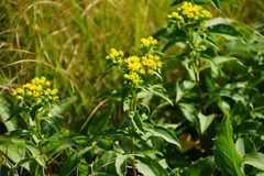 Solidago spithamaea