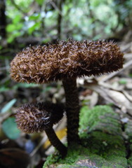 Lentinus stuppeus