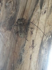 Susuacanga stigmatica