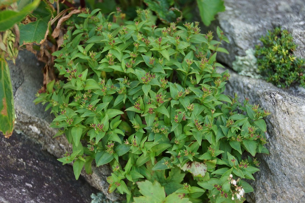 Roan Mountain bluet