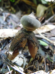 Geastrum dissimile