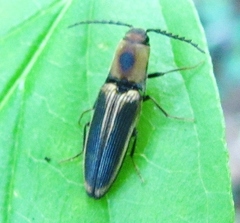 Megapenthes limbalis