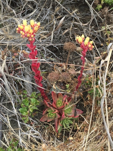 Dudleya farinosa