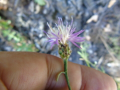 Centaurea tymphaea