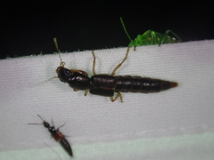 Pinophilus latipes