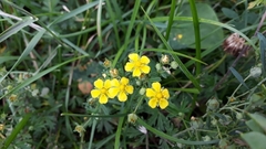 Potentilla neglecta