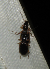 Cymindis limbata