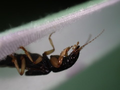 Pinophilus latipes